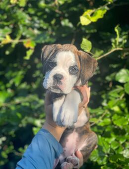 Reinrassiger Boxer Welpe - Meyn