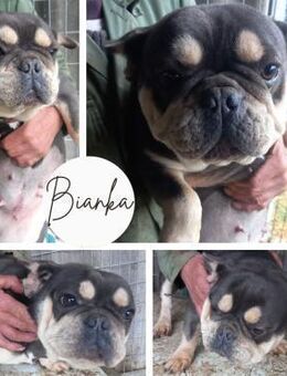 BIANKA PP Sanftes Mädchen sucht Liebe - Neustadt (Rübenberge)