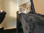 Sehr schöne und liebevolle Kitten - Berlin