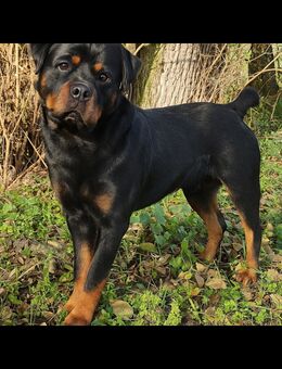 Rottweiler Deckrüde - Crailsheim