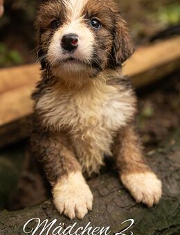 Bernersennen Bernhardiner Mix Welpen - Vierlinden