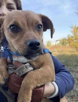 Caramelo, ein zuckersüßer Welpenjunge - Beltheim
