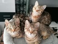 BKH Mix Kitten ab 250 EUR - Bremervörde