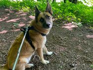 Rüde 7 Jahre - Prien (Chiemsee)