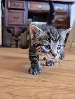 Zwei süße Kitten abzugeben - Lübs