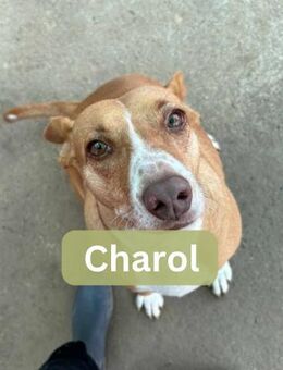 CHAROL, w., kastr., Mischling, ca. 47 cm - Sipplingen