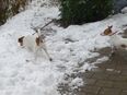 Unser Jack Russell Terrier Rüde sehr deckfreudig in 4800