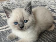 British katzen - Wuppertal