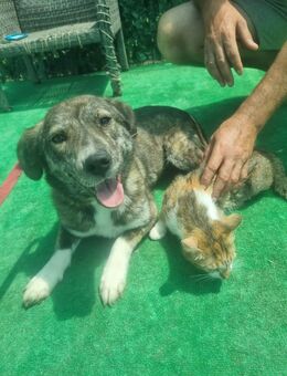 Valentina, a.d.Tierschutz, sucht dringend neues Zuhause - Schwarzheide