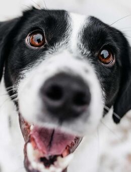 Lebensfroher Henry sucht seine Familie - Duisburg