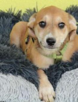 Anrai unser kleiner Prinz... - Hagen (Stadt der FernUniversität)