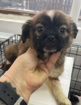 Hündin B722 wurde gerettet - Neuberg