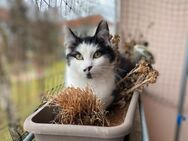 Hermine sucht ein neues Zuhause - Braunschweig