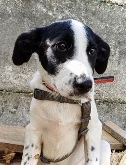 Arlo erobert sicher auch dein Herz! ❤️ - Spenge