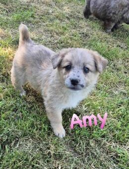 Kleine Welpin Amy - Mannheim