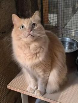 Aray - sucht sein Für-Immer Zuhause - Walluf