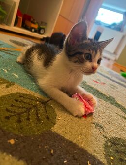Kitten suchen ein neues Zuhause - Brilon Zentrum