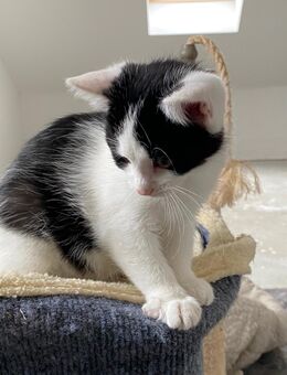 Kitten suchen ein neues Zuhause - Eppendorf