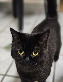 Bkh Katze (kastriert) - Kleve (Nordrhein-Westfalen)