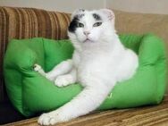 ❣️Nancy - schnuckelige 🌸 EINZELKATZE❣️ - Eislingen (Fils)