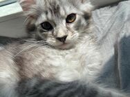 Maine coon Kitten - Essen