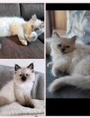 RAGDOLL KITTEN männlich & weiblich (ähnlich heilige Birma) in 84371