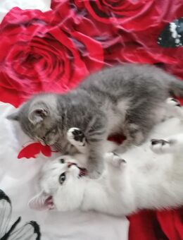Reinrassige BKH Kitten.Abholbereit. - Geislingen (Steige)