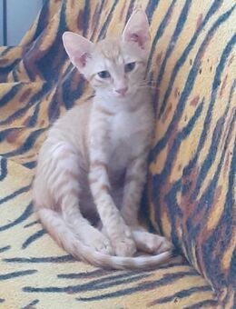 Roter Prinz Antonio sucht sein Körbchen - Augsburg