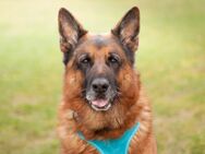 Gusti - Schäferhund - 9 Jahre - Tierhilfe Franken e.V. - Lauf (Pegnitz) Zentrum