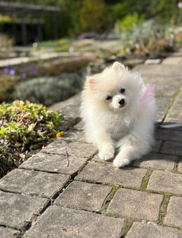 Pomeranian Zwergspitz - Bielefeld Brackwede