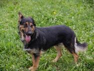 ARYA DORA - zuvorkommend freundlich - Overath