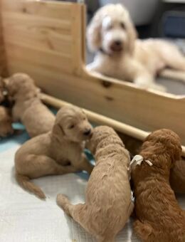 Goldendoodle Welpen apricot dunkel hell golden doodle - Nidda Zentrum