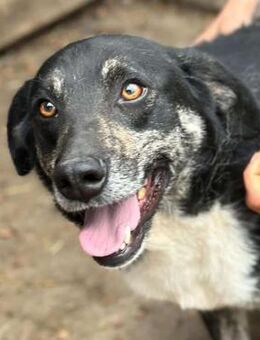 RICKI ~ wie immer ein Traumhund - Duisburg