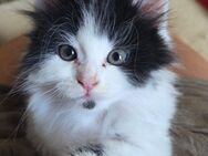 Zuhause gesucht. - Bielefeld Dalbke