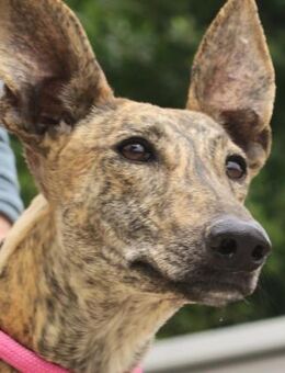 Guadalupe, verschmust, offen, freundlich - Westerholt