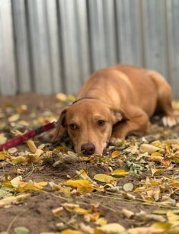 Rufusz - möchte einen warmen Winter - Köln