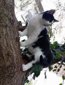 Katzenbaby (weiblich) - Krefeld