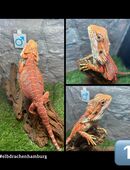 4 High Red Monster Blue line Bartagamen (pogona vitticeps) NZ April 2025 in 22175