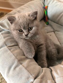 Bkh Kitten - Bautzen