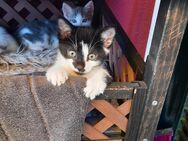 Türkisch Angora Mix Kätzchen - Mainburg