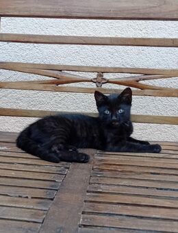 Schwarze weibl. Katze, Babykatze, Kitten - Duppach
