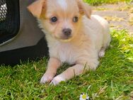 Chihuahua Hündin - Düren