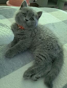 Bkh kitten reinrassige kurzhaar. - Osnabrück