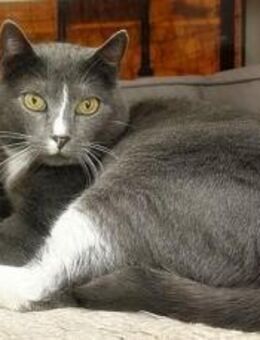 Tommy - Handicap-Kater sucht Zukunft - Bad Camberg