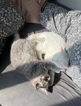 BKH Geschwister Katzen zum Abgeben - Reutlingen