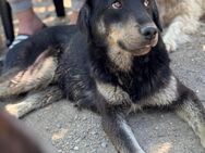 freundl. Pepper sucht dringend Pflegest. - Berlin