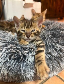 Bengal Kitten - Lörrach