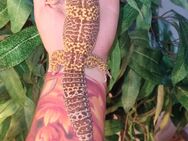 Gigantische Leopardgeckos super giant super zahm - Jüchen