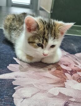 BKH Kitten 1Männchen (Glückskatze)frei,4reserviert - Köln