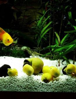 Einzigartige und farbenfrohe Wasserschnecken für Ihr Aquarium! - Frankfurt (Main) Oberrad